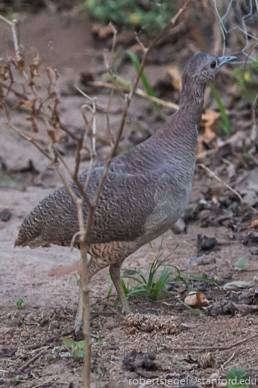 tinamou